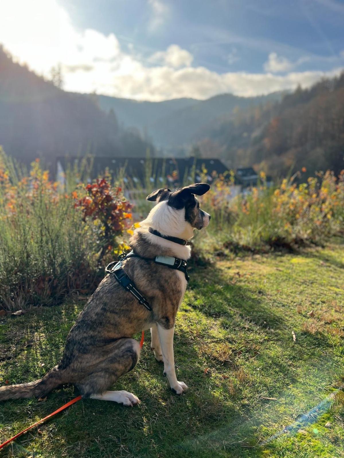 Gasthof Vor Lauter Bäumen Zorge